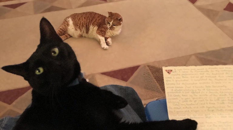 Orange and white cat sitting on the floor in the background, and black cat on a lap with her paw on a partially written letter, looking up at the person whom she is sitting on, in the foreground.